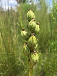 Image result for Orthochilus