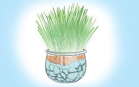 Keep moist until seedlings emerge, and water whenever soil surface dries out. Grow Cat Grass Without Soil Hacks For Cats