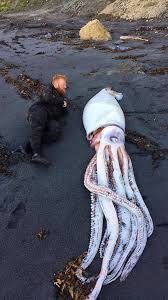 Alle loligo kalmare werden von zertifizierten verkäufern und lieferanten verkauft. Unheimliche Begegnungen Warum Tintenfische So Clever Sind