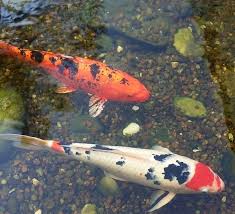 Locating the pond in the sunlight also encourages algae growth. How To Keep A Pond Clean Without A Filter Step By Step Guide Pond Informer
