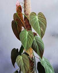 Those Blush Tones Of Philodendron Micans These Are Beautiful Trained On A Totem Or Trellis We Ve Got Quite Potted Plants Outdoor Hanging Plants Philodendron