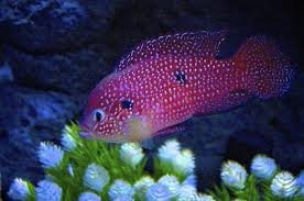 Pin By Blanca On Bajo El Mar Pink Polka Dots Pretty Fish Polka Dots