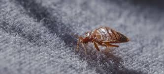 Which are covered in a frothy liquid that turns into a hard, protective shell. Bugs That Look Like Cockroaches But Aren T Fantastic Pest Control