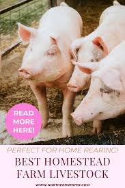 Berkshire Pig Facts You Need To Know In 2020 Berkshire Pigs Pig Farming Pig