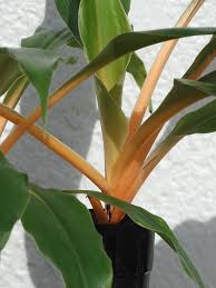 Image result for Chlorophytum fischeri