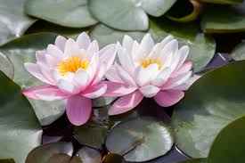 Be sure to provide ample water whenever your level of rainfall is less than an inch weekly during the growing season. Guna Ruksane S Story About Water Lilies Garden Pearls