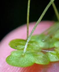 Image result for Lemna aequinoctialis