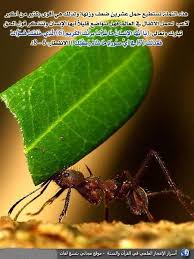 النملة Ants Plant Leaves Leaves