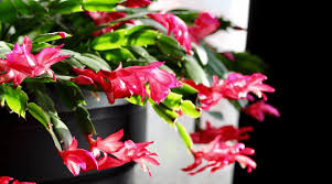 Learn how to grow a christmas cactus with ease. Christmas Cactus Guide How To Grow A Christmas Cactus