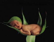 190 Anne Geddes Babies ideas | anne geddes, geddes, anne