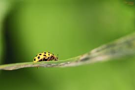We did not find results for: 10 Common Garden Insects How To Control Them Gardenuity