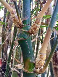 Ya, yang memilki khasiat sebagai pembuka kerezekian itu. Bambu Unik Se Indonesia Posts Facebook