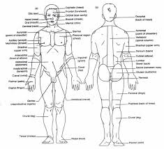 Ontbinden in deelkrachten (nl) force. Cephalic Body Diagram Label Fusebox And Wiring Diagram Series Chaos Series Chaos Parliamoneassieme It