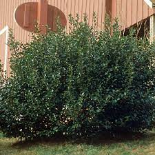Maybe you would like to learn more about one of these? Ilex X M Duet Blue Princess Blue Prince Blue Holly Estabrook S