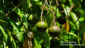 Image result for Shirakiopsis