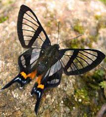 Black And Yellow Dragonfly With Long Tail Chorinea Sylphina Red Spot Long Tail Glass Wing Types Of Butterflies Butterfly Dragonfly Insect