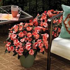 Image result for Impatiens bururiensis