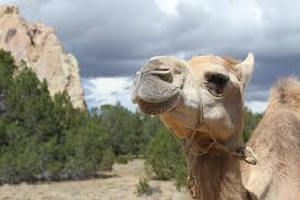 Image result for camel