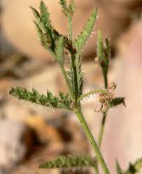 Image result for Tragia kirkiana