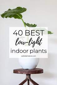 Hands down, this is one of the most popular house plants and is extremely easy to grow. 40 Best Indoor Plants That Don T Need Sunlight Joyful Derivatives
