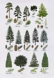 Common flowering trees in massachusetts. Conifers C Http Www Howto Co Uk Abroad Move To Spain Trees 1 Pine 2 Fir 3 Larch 4 Juniper 5 Cypr Tree Identification Trees To Plant Tree Id