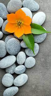Nature Phone Wallpaper Love Wallpaper Backgrounds Stone Wallpaper Beautiful Flowers Wallpapers