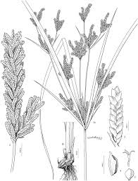 Image result for Cyperus exaltatus