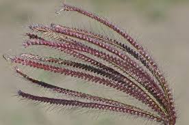 Image result for Chloris