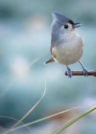 Pin By Katmandu On Cool Photos Animals Animals Beautiful Pet Birds