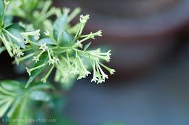 These flowers are native to south africa, tropical africa, asia, and mediterranean europe. Flowers That Smell Better At Night Kremp Florist Blog