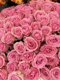 Good morning love images : Roses Love Flowers Free Photo On Pixabay