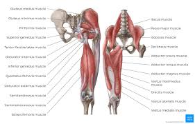 The quadriceps muscles move the upper leg (femur) at the hip joint and the lower leg at the knee joint. Pin On 0 Anatomy And Physiology 0