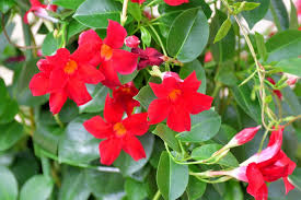 Image result for Mandevilla
