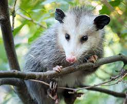 Virginia Opossum San Diego Zoo Kids In 2021 Opossum Cute Animals Animals