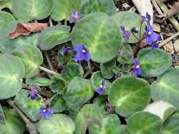 Image result for Saintpauliopsis lebrunii