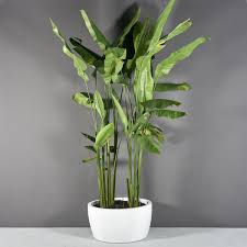 2200 nw 72nd ave ste 514. Fiberglass Planters Wholesale By Jay Scotts Collection Wholesale Pricing