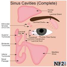 Sinuses Dry Eyes Sinus Cavities Severe Dry Eye