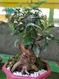 Although they can grow up to 60 feet in the wild, money trees kept indoors will typically only grow between 6 and 8 feet tall and can also be trained as a bonsai if you prefer to keep it small. Money Tree Bonsai Furniture Home Living Gardening Plants Seeds On Carousell