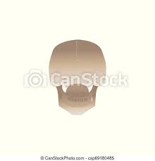 The skull base is the inferior portion of the neurocranium. Back Of The Human Skull View From Behind Human Skull Back View From Behind Anatomy Reference Of White Skeleton Head Canstock
