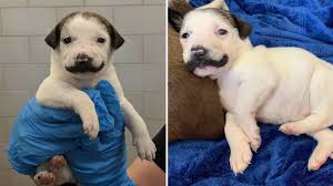 Where to adopt a dog in toms river nj? Special Puppy With Mustache Looking For Forever Home In New York City Abc7 New York