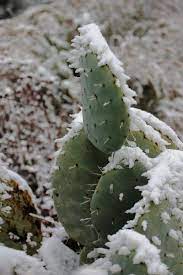 Reviving A Frozen Cactus Plant How To Care For A Frozen Cactus Even In Summer Toasty Regions Of Arizona Tem Cactus Plants Cactus Flower Cacti And Succulents