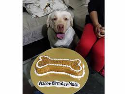 Ünlü ve amatör yazarlardan en güzel pet cakes for dogs near me kitapları incelemek ve satın almak için tıklayın. Jaipurites Now Your Pet Can Have Its Cake And Eat It Too Jaipur News Times Of India