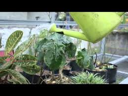 Semoga dapat menginspirasi kita semua. Profil Sma Negeri 5 Palembang Sekolah Adiwiyata Nasional By Budiono Marihan