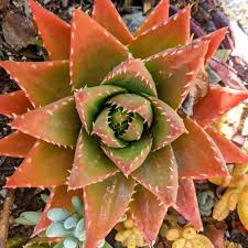 Image result for Aloe nuttii