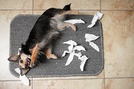 Help My Dog Ate A Tampon What Do I Do And Why Did He Eat It