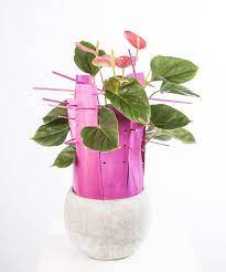 Get Image Details Anthurium Plant Unique Plants Anthurium