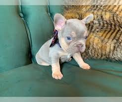 Shrinkabull's french bulldog puppies are health guaranteed, vet checked, fully vaccinated /dewormed utd and hand raised from birth. View Ad French Bulldog Litter Of Puppies For Sale Near Oklahoma Elk City Usa Adn 139548