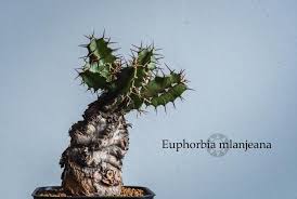 Image result for Euphorbia mlanjeana