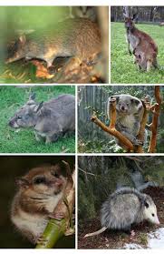 Torbik bambusowy, beztorbik bambusowy (gatunek ssaka). Marsupials Advanced Read Biology Ck 12 Foundation