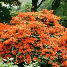 Azalea Mollis Oranje Bolbloemen Bloeiende Struiken Tuin Struiken